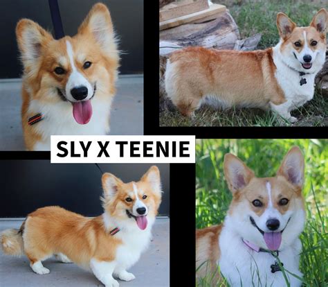 Curbys Corgis .